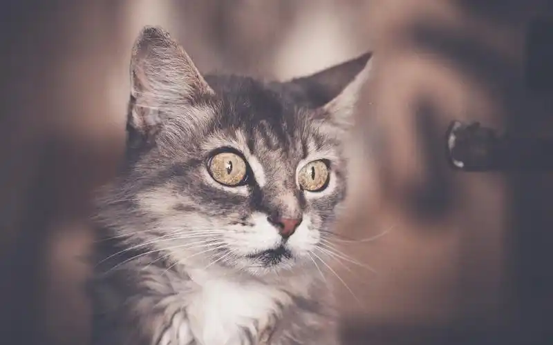 可爱萌猫高清桌面壁纸