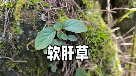 软肝草,一种生长在石头上的珍稀植物,它的这些特征你还记得吗?