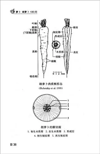 萝卜 胡萝卜100问