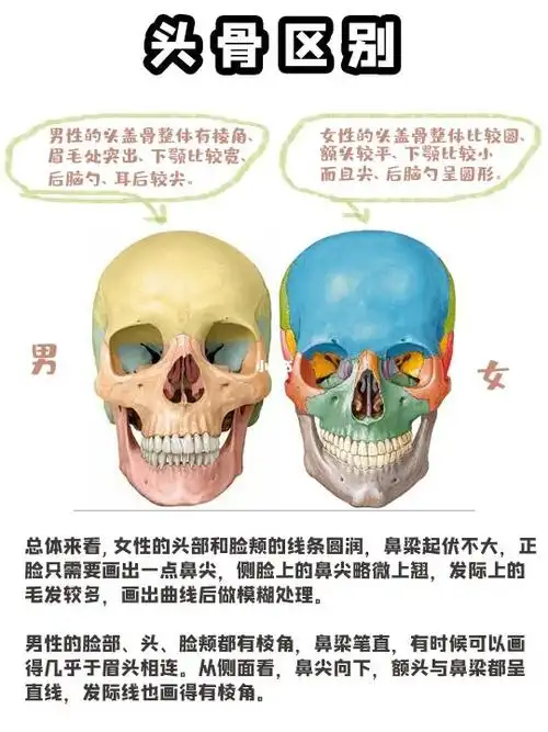 男女角色绘画有何差异?