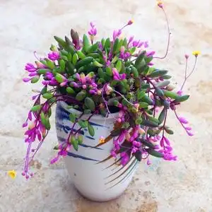 彩色圆叶紫玄月垂吊多肉植物稀有品种盆栽办公室防辐射花卉绿植