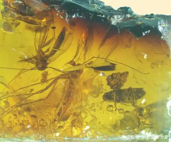 双翅与叶蝉琥珀化石(供图:王博)