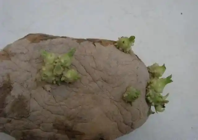 土豆发芽能吃吗长芽的土豆还能不能吃