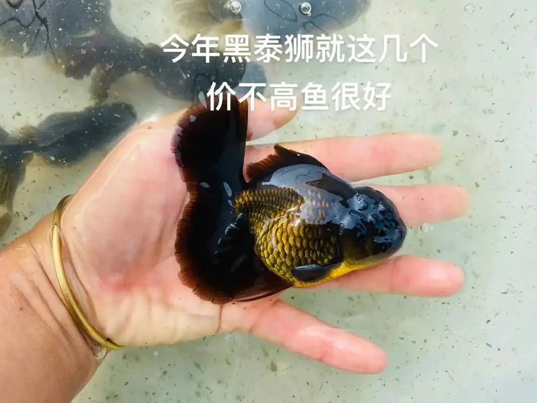 泰狮 #观赏鱼 #金鱼 - 抖音