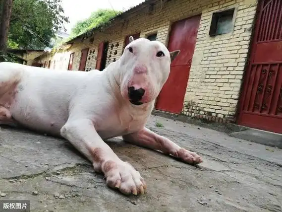 梗犬种类大全名称及图片