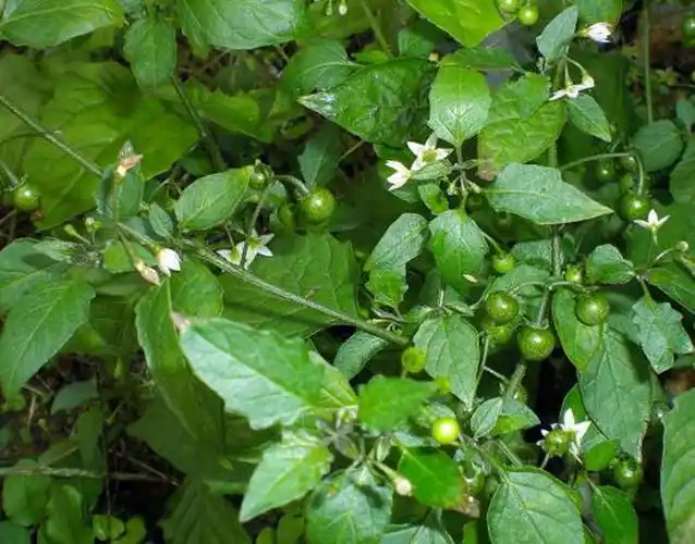 这种野菜叫龙葵,是药也是菜,家里小孩很爱吃,你的家乡有吗?