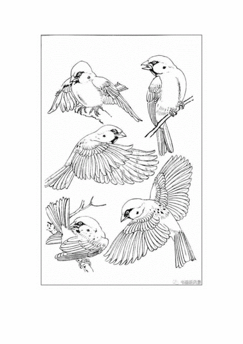 大师孙其峰《百鸟白描画谱》300幅!doc