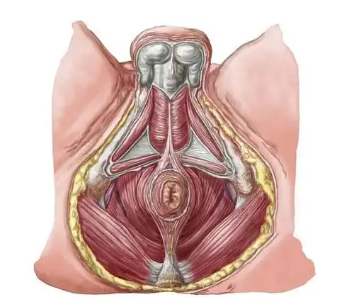 肌肉篇之盆底肌_手机搜狐网