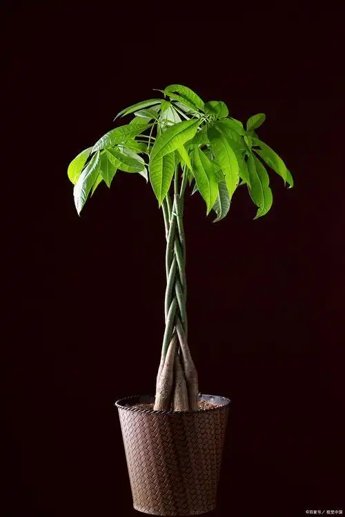 发财树的养殖方法和浇水时间是什么