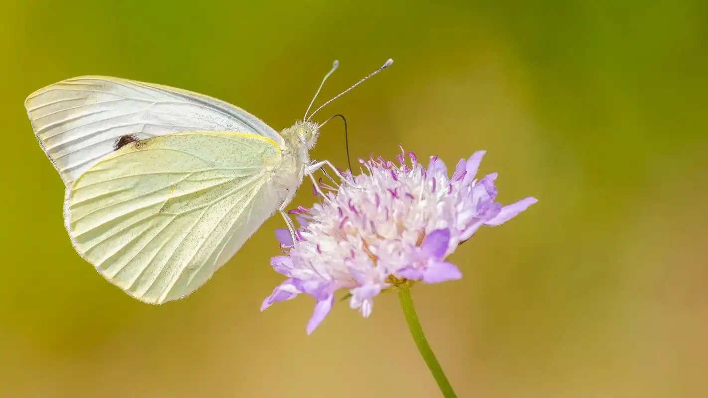 花园里唯美蝴蝶小清新桌面壁纸
