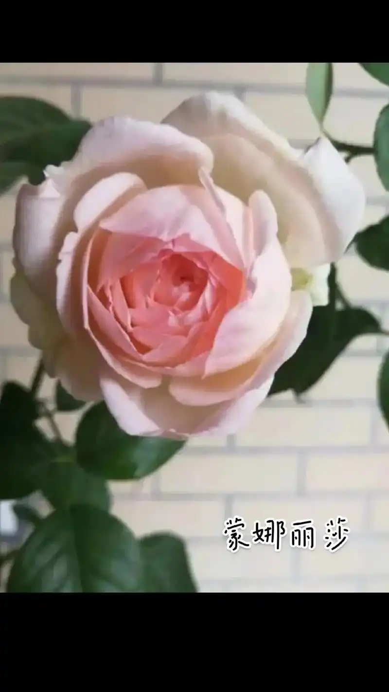 粉色月季 粉色月季的花语是初恋哦.谁能拒绝这梦幻又浪漫的感 - 兑趑