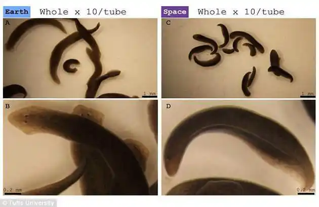 异星觉醒现实版三角涡虫切断身体在太空变双头部