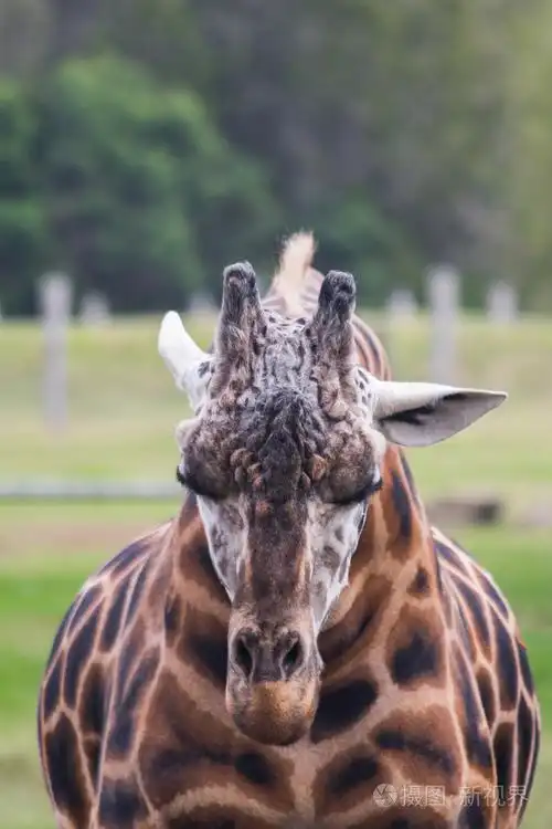 优雅的长颈鹿睡觉