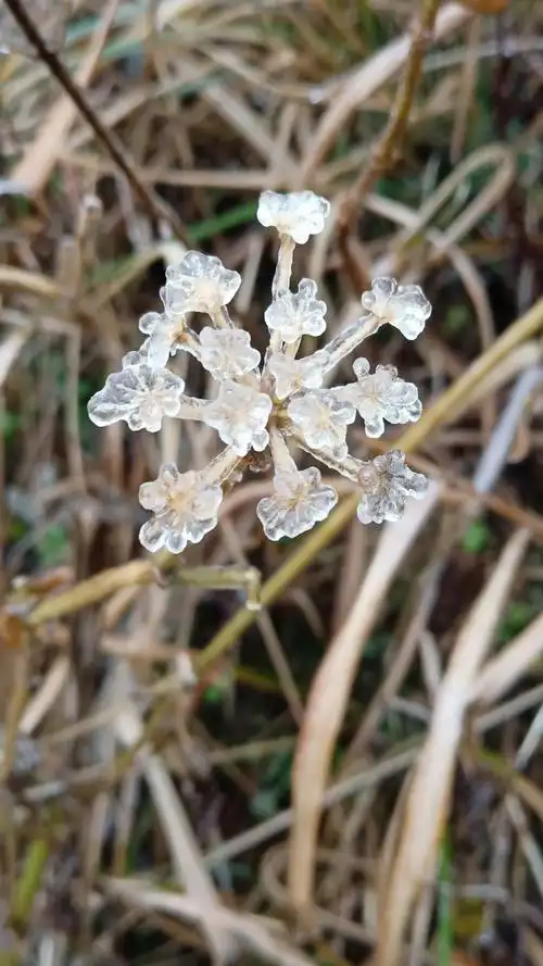 没见过这么美的冰花吧