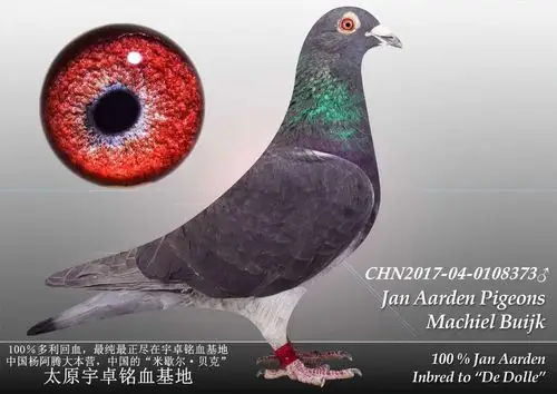 杨阿腾多利号38雄