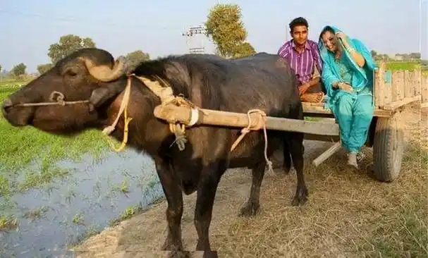 美国41岁女子嫁给印度21岁小伙,放弃纽约宝马车,坐牛车,干农活