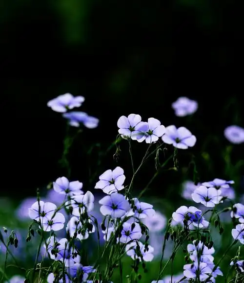 小野花也有春天