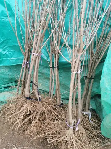 樱桃苗 正宗车厘子树苗 美早 俄罗斯八号 黑珍珠 早大果