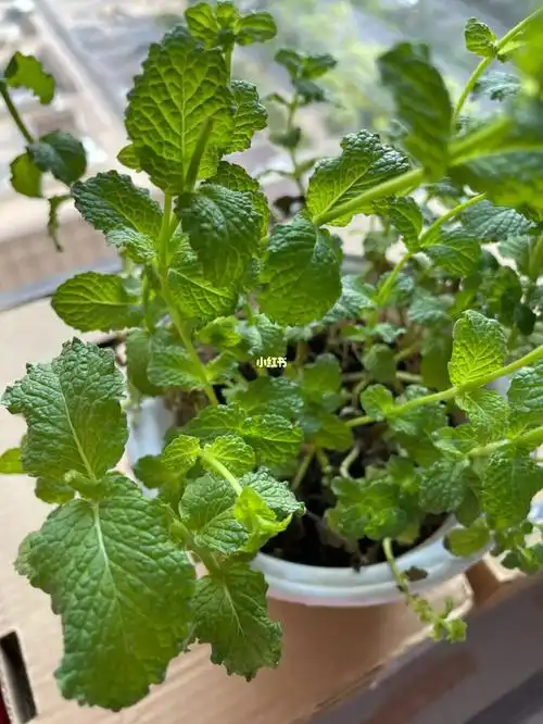 我买的这是薄荷吗能吃吗