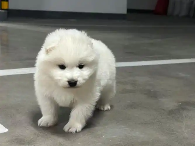 出自家养的萨摩耶幼崽
