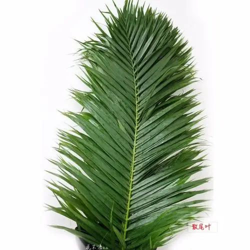 散尾叶 绿色,10枝/扎,0.8公斤