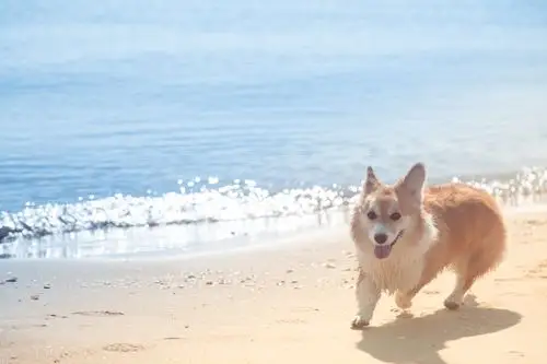 柯基 海风|摄影|动物|创想影堂 - 原创作品 - 站酷 (zcool)