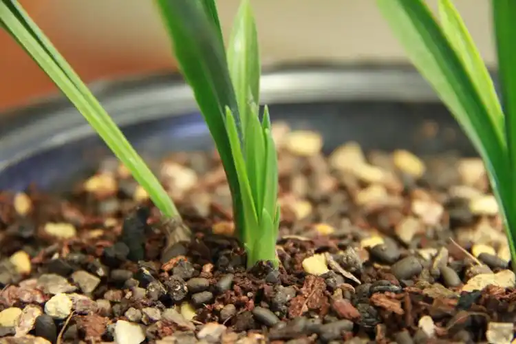 绿云的奇芽-春兰篇-中国兰花交易网社区