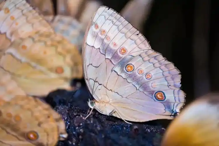 生态云南预计1亿只以上云南金平即将迎来蝴蝶大爆发