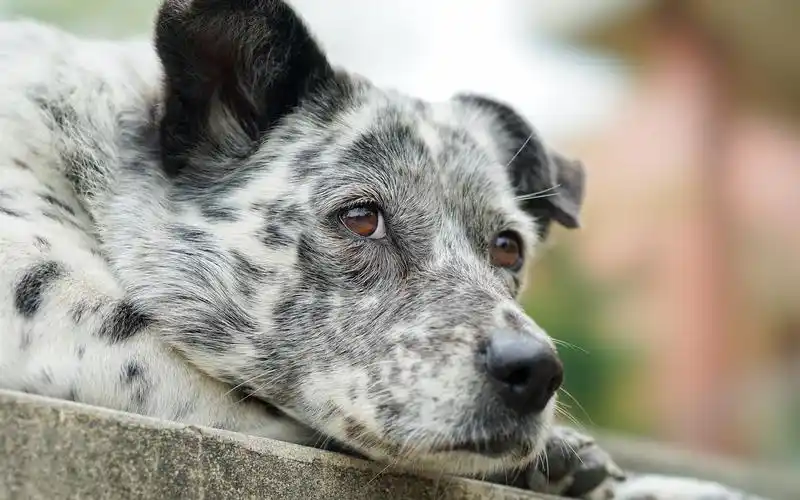 6667/5(3人评分)所属分类:动物与鸟,狗狗原图分辨率:1920x1200下载此