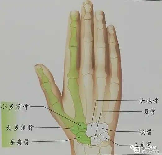 治疗师现在应该对腕骨和掌骨的尺寸有了整体的概念.