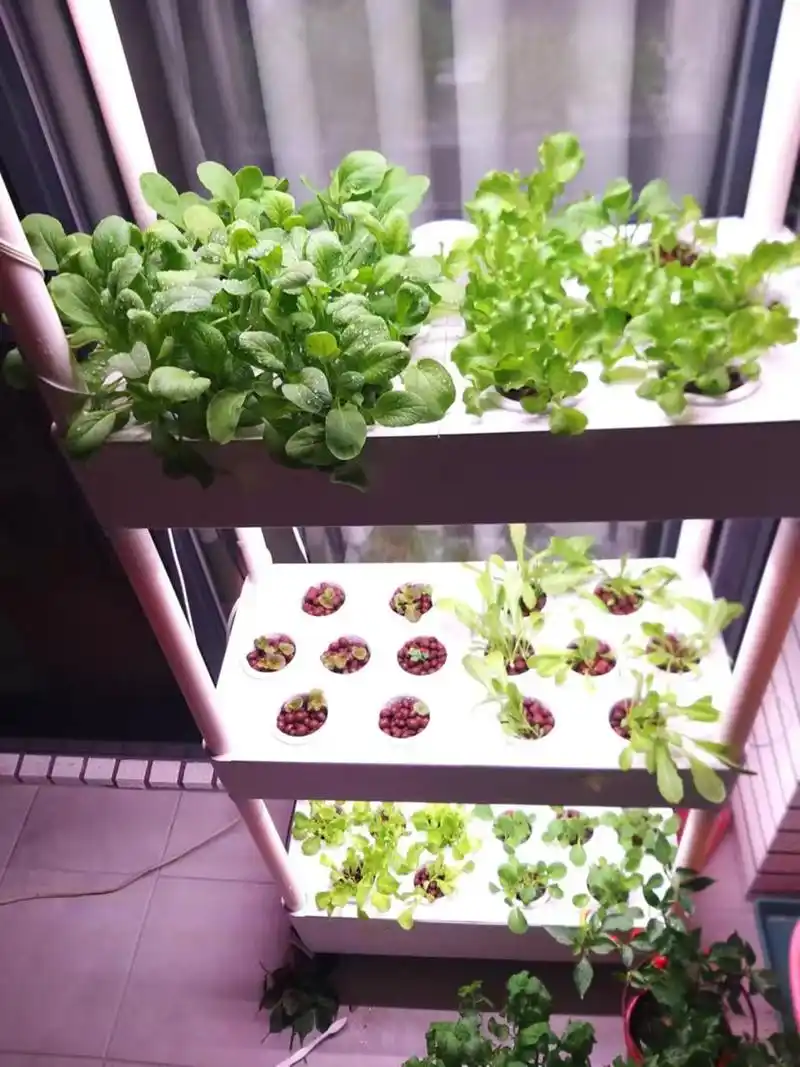 家庭室内种植水培蔬菜