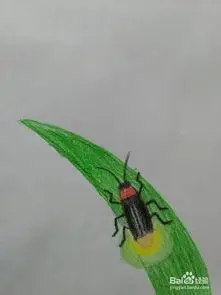 萤火虫简笔画带颜色 萤火虫简笔画带颜色画法