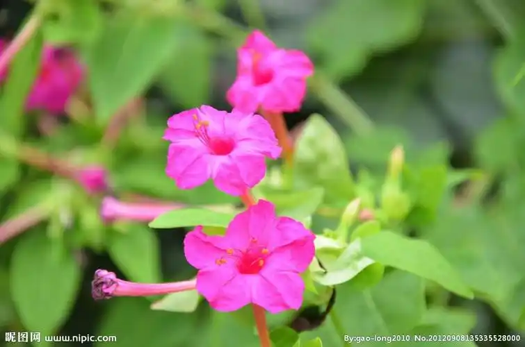 紫红色的花,花杆细长,花型像个喇叭,这是什么花