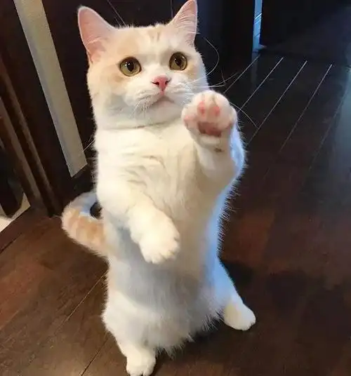 原来"短腿猫"缺点这么多,难怪养过的人,都说不会再养了!