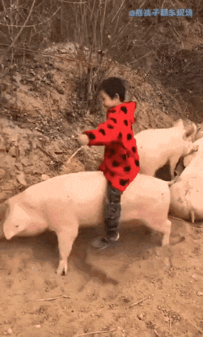 骑猪搞笑动态图片 骑猪卡通搞笑图片-图片大观-奇异网