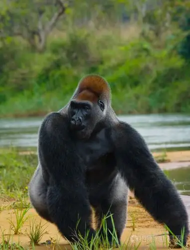 一个刚果大猩猩