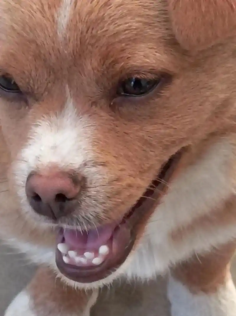 整齐的狗牙😂😂