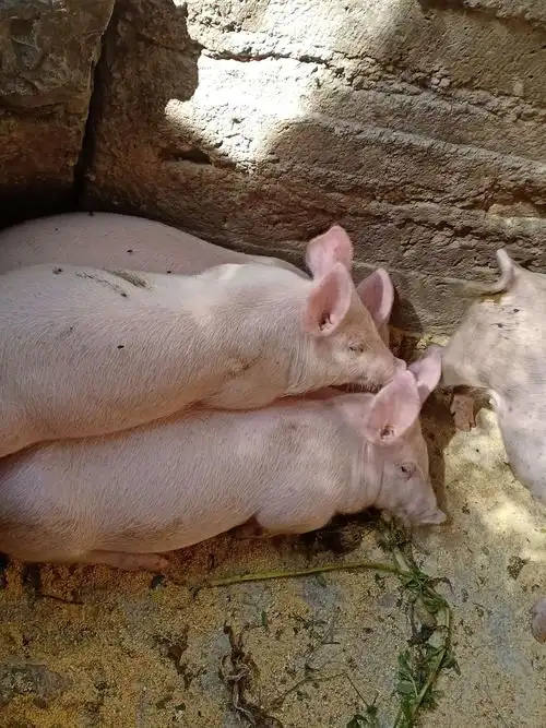 我还看见我家的三四头猪.粘在一块儿.