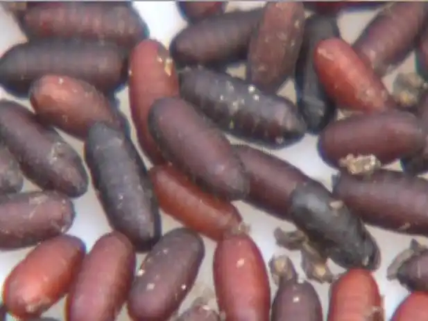 它的生活史可分为卵, a target="_blank" href="/item/幼虫/1174351"