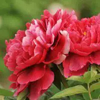 牡丹头像图片大全_微信头像图片大全