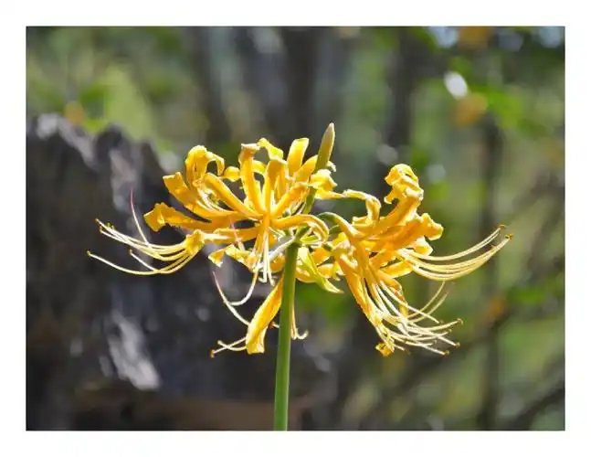 邂逅金色彼岸花!