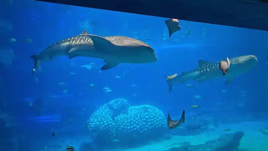 珠海长隆海洋王国:鲸鲨