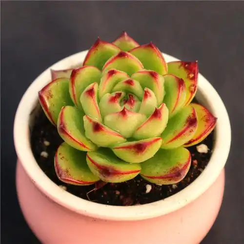 多肉植物月亮石多肉易爆盆群生多头办公室创意盆栽花卉绿植盆栽