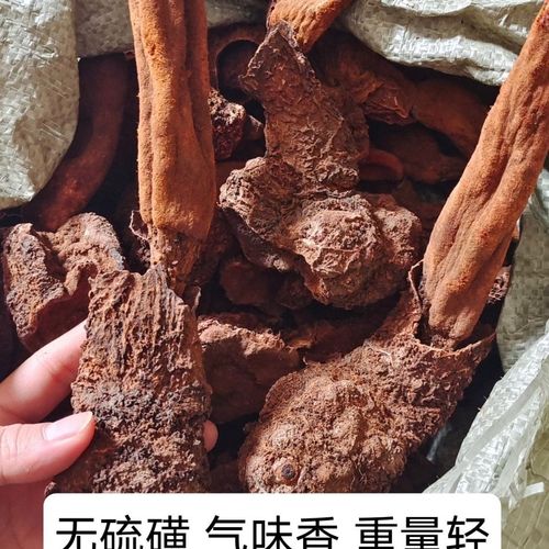 广西野锁阳 续阳草新货中药材回春草菘茯顶天柱泡酒料