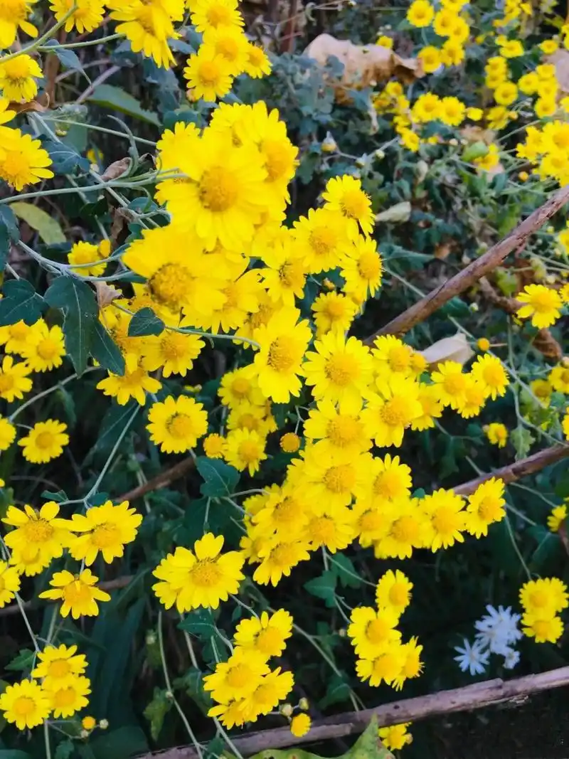 😄  每年 10 月份,野菊花开始绽放,11 月份开得正盛,一直到下雪时