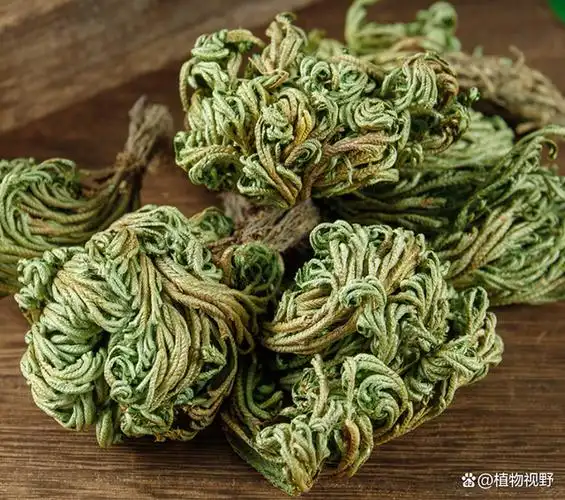 石生复苏植物卷柏,又称九死还魂草,你知道它的作用吗?