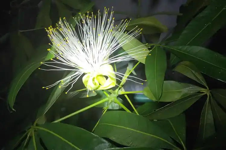 我家发财树开花了