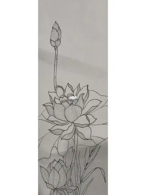 白描线稿荷花