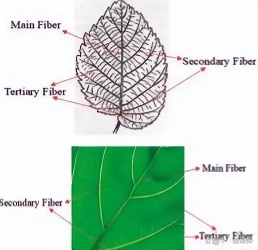 苍鹰翼尾缘结构的单元仿生叶片,对降噪机理的影响
