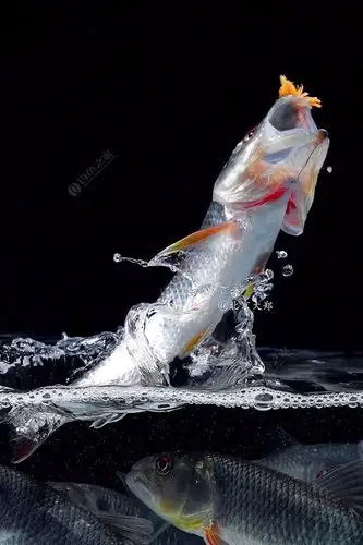 天冷了 在家里鱼缸拍几张马口鱼腾空跃起抓虾吃的照片